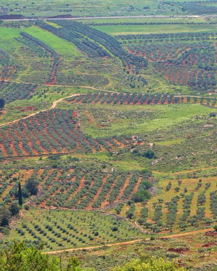 Land of Olives & Vines, Jerusalem, Battir, Palestine