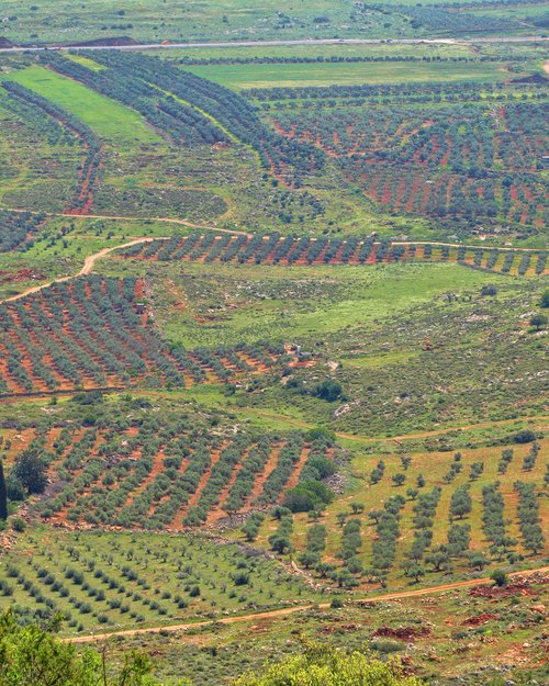 Land of Olives & Vines, Jerusalem, Battir, Palestine