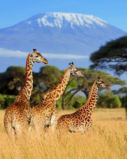Mount Kenya National Park, Kenya